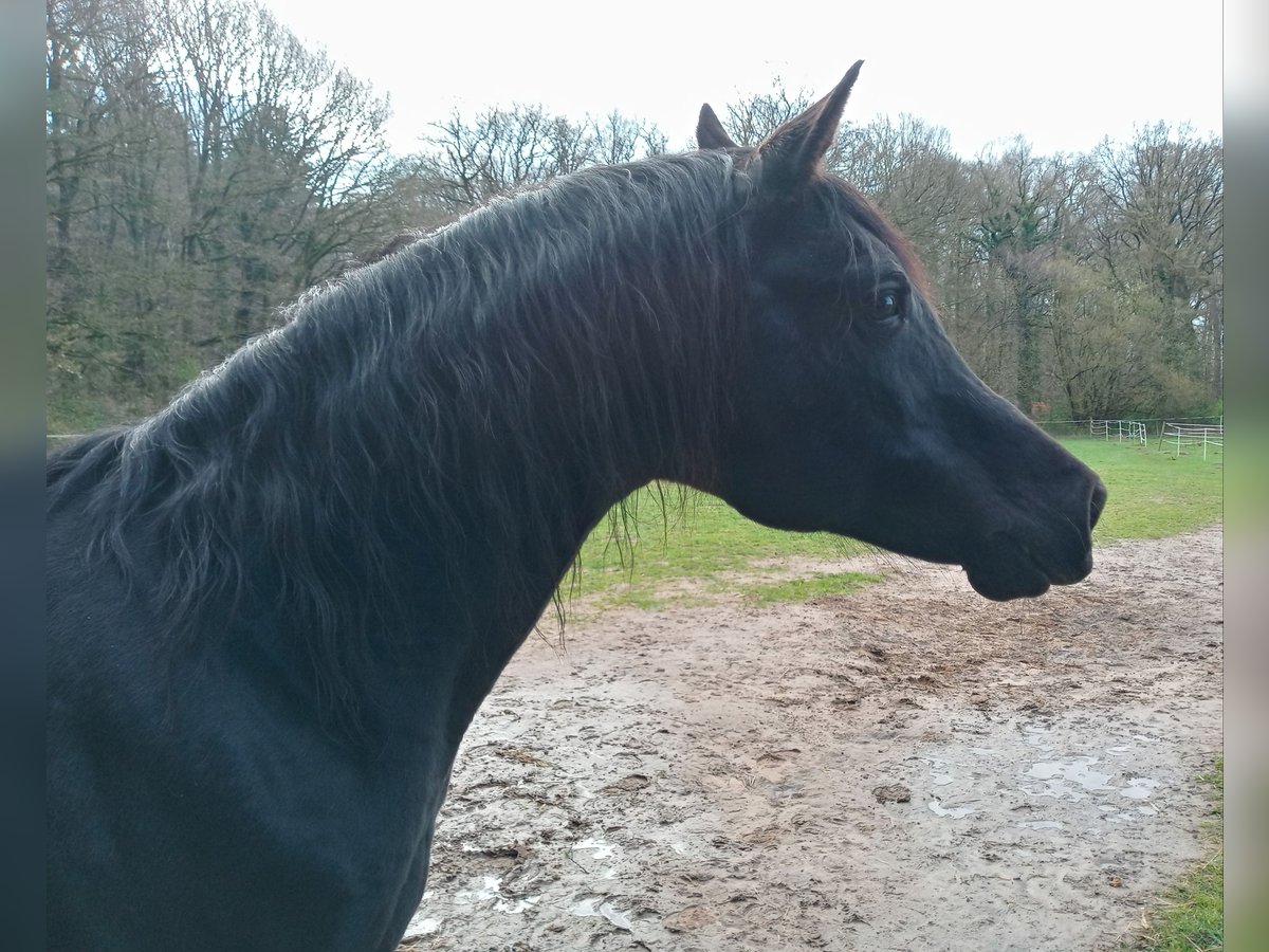 Arabian horses Stallion 21 years 14,3 hh Black in Bremen