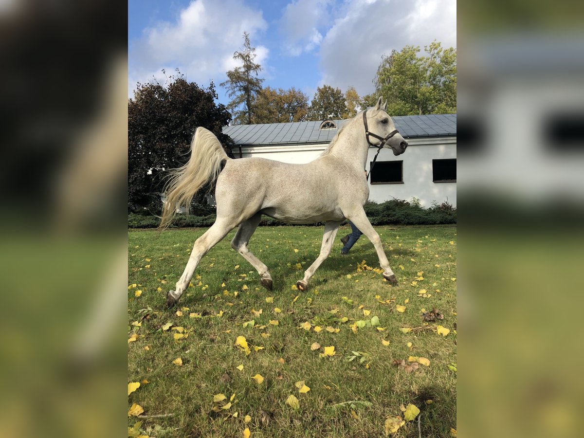 Arabian horses Stallion 21 years Gray in Janów Podlaski