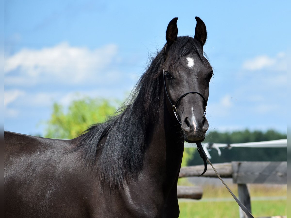 Arabian horses Stallion 2 years 14,2 hh Black in Wielołęka