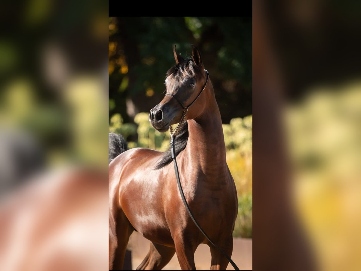 Arabian horses Stallion 2 years 14 hh Brown in Madrid