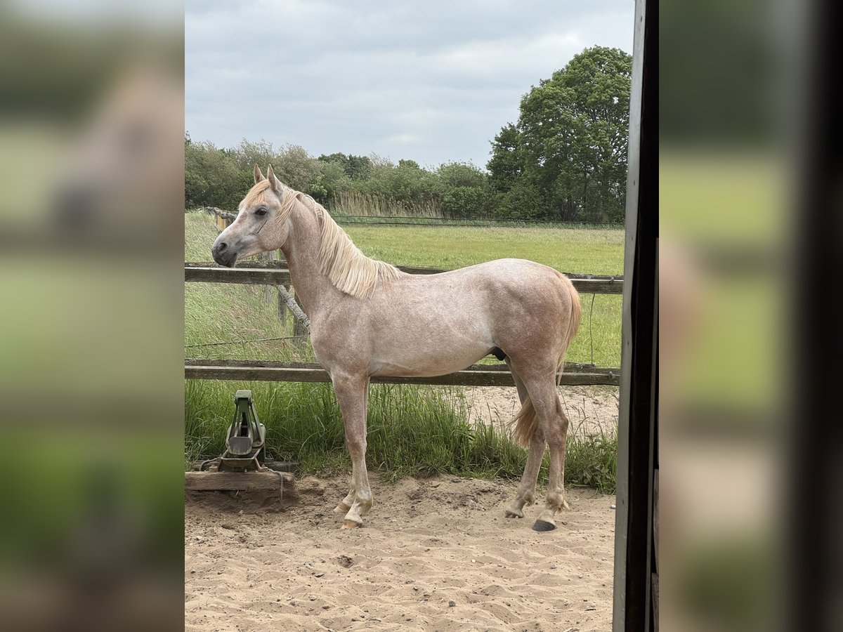 Arabian horses Stallion 2 years 14,2 hh Can be white in Bleckede