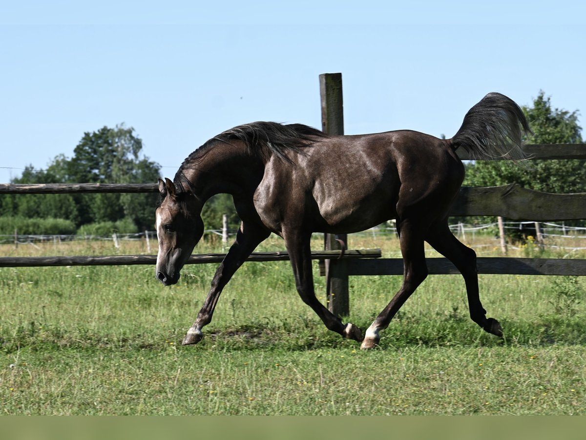 Arabian horses Stallion 2 years 14,3 hh Chestnut in HALIN&#xD3;W