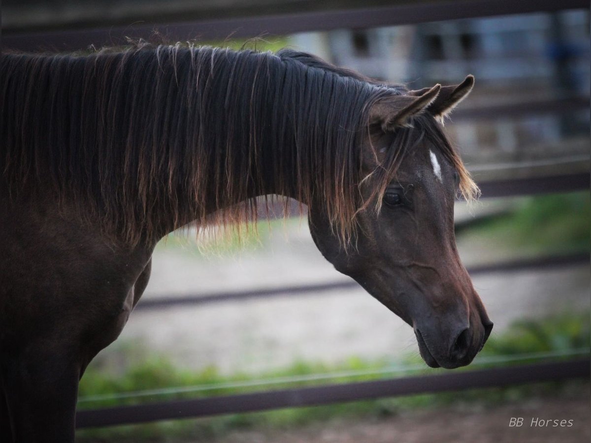 Arabian horses Stallion 2 years 15,1 hh Bay-Dark in Pastetten