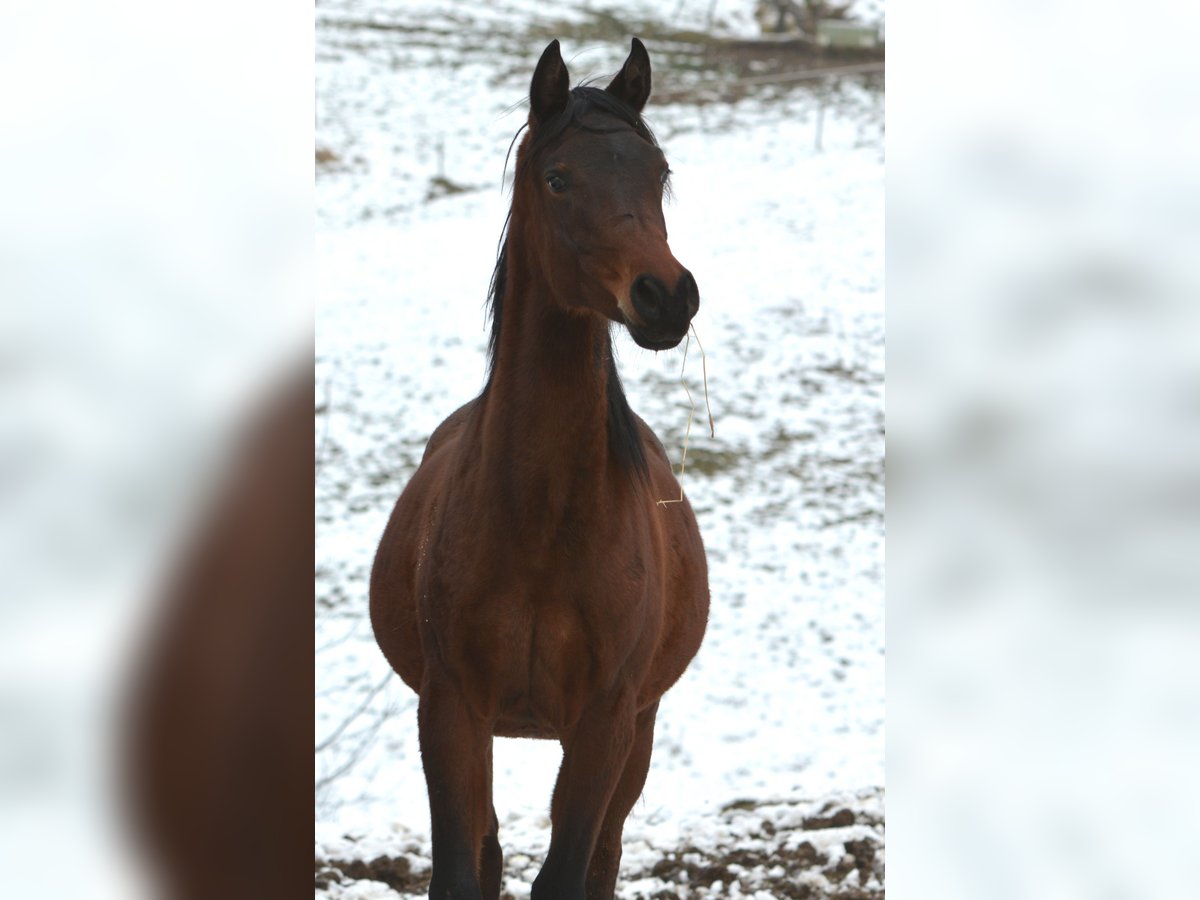 Arabian horses Stallion 2 years 15,1 hh Brown in Koprivnica