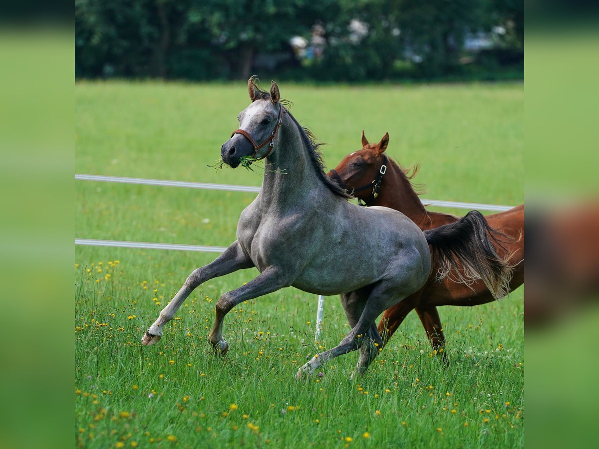 Arabian horses Stallion 2 years 15,1 hh Gray in Gemünden (Felda)