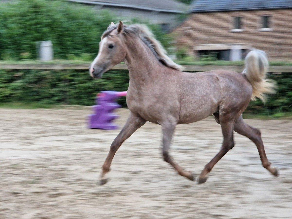 Arabian horses Stallion 2 years 15,1 hh Gray-Fleabitten in Boutersem