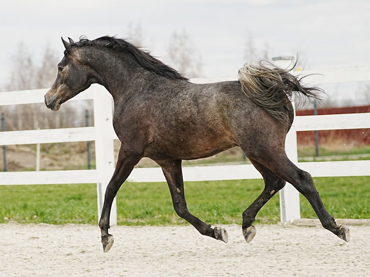 Arabian horses Stallion 2 years 15 hh Gray in Wola Rzędzińska
