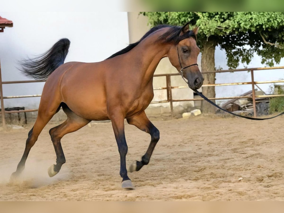 Arabian horses Stallion 2 years 15,1 hh Bay in Stryk&#xF3;w