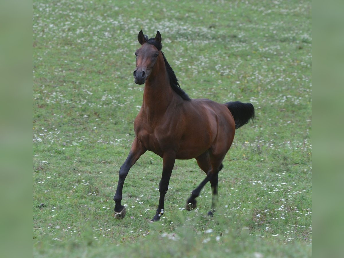 Arabian horses Stallion 2 years 15,1 hh Brown in Koprivnica