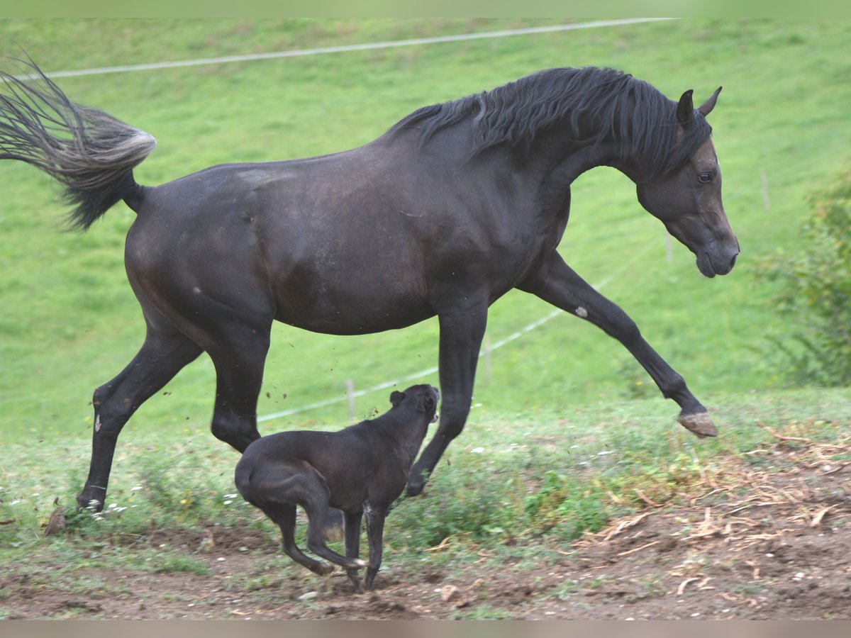 Arabian horses Stallion 2 years 15,1 hh Grey in Koprivnica