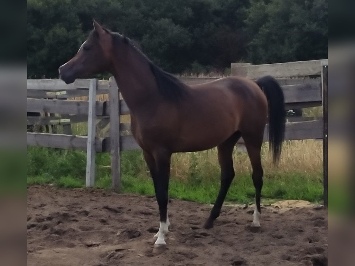 Arabian horses Stallion 2 years 15,1 hh Smoky-Black in Rad&#x142;&#xF3;w