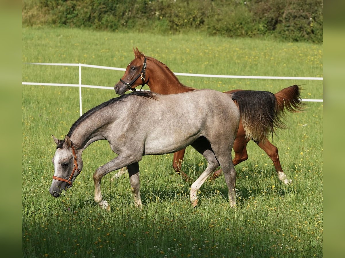 Arabian horses Stallion 2 years 15,2 hh Gray in Gem&#xFC;nden (Felda)