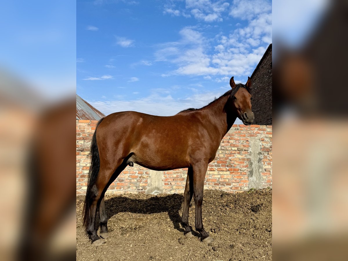 Arabian horses Stallion 2 years Bay in Ko&#x15B;cian