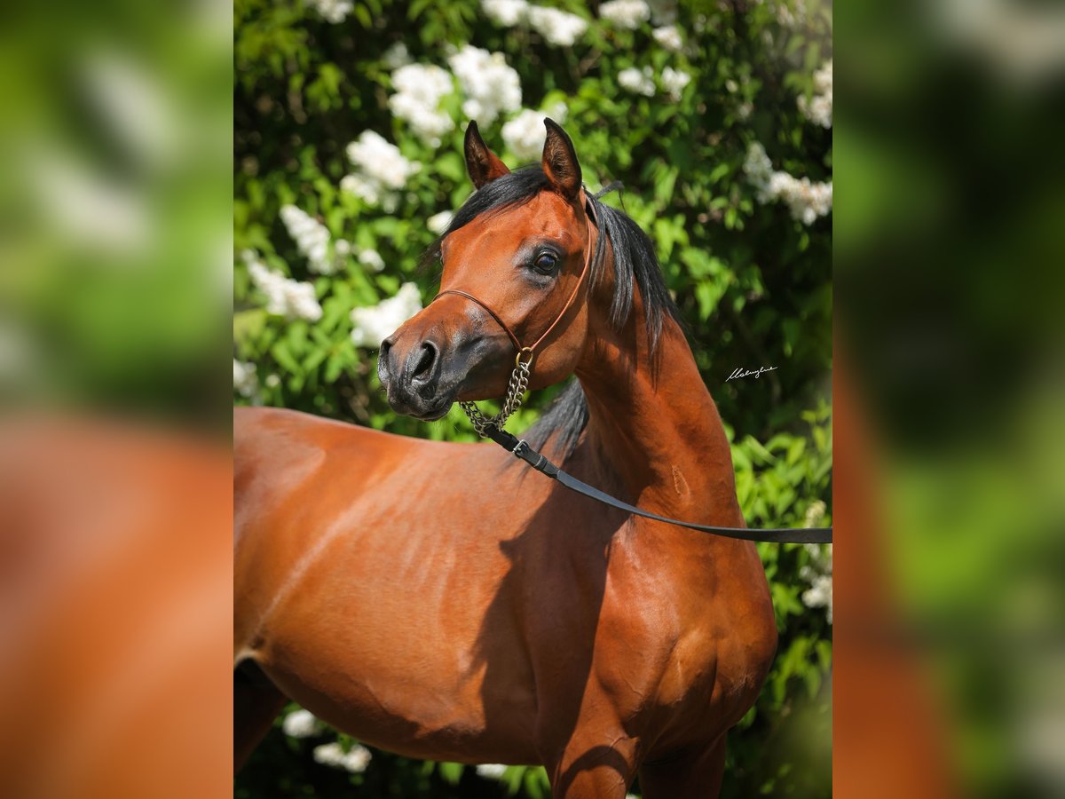Arabian horses Stallion 2 years Brown in Stryk&#xF3;w