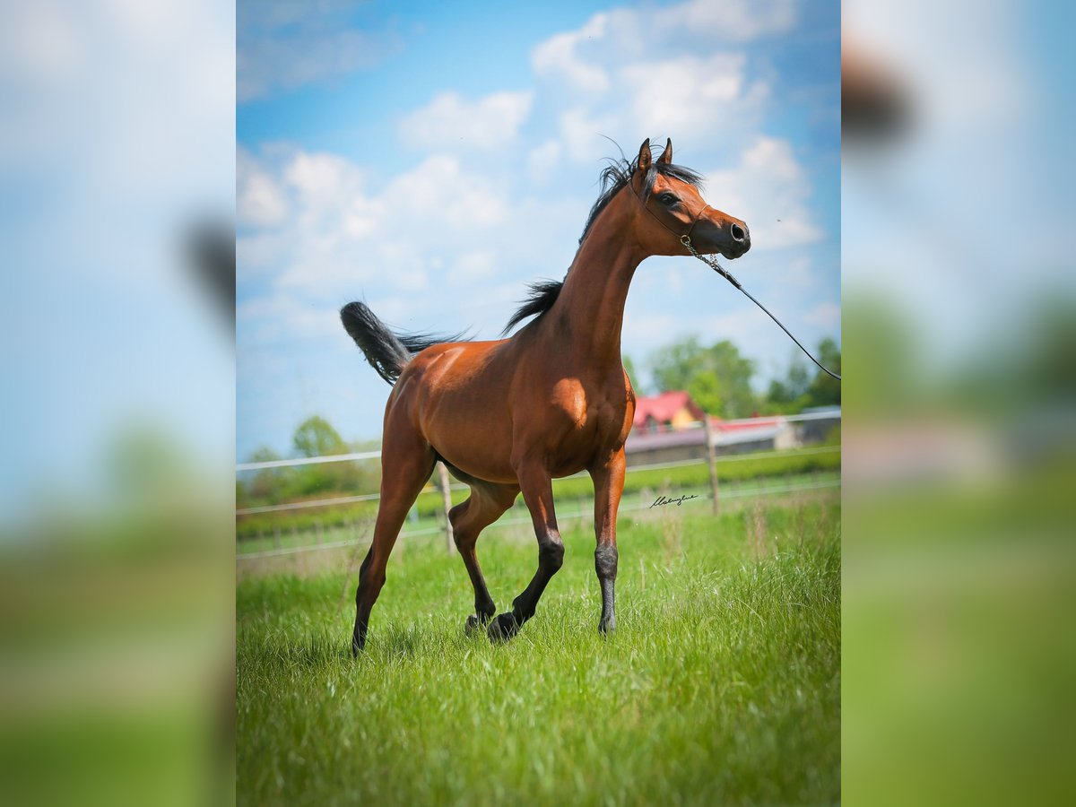 Arabian horses Stallion 2 years Brown in Stryk&#xF3;w