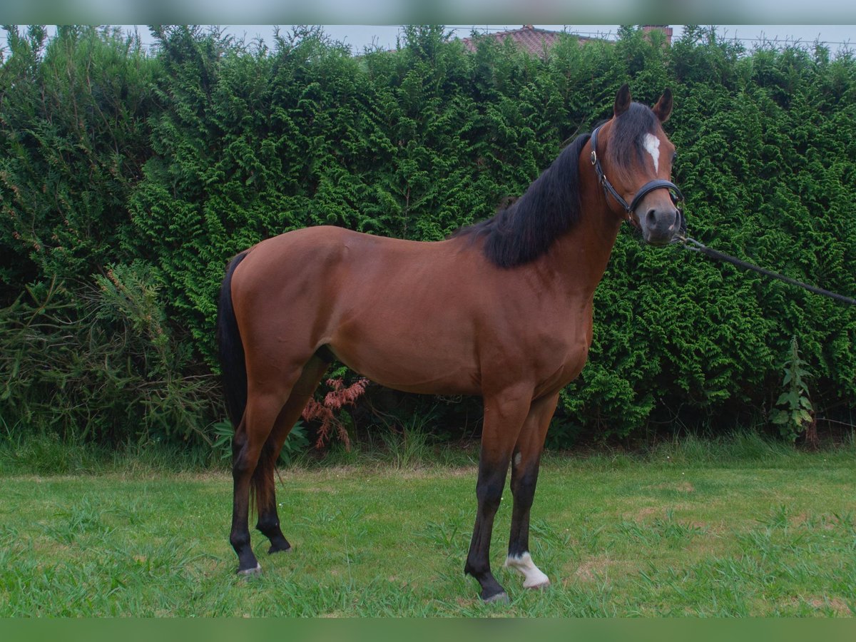 Arabian horses Stallion 2 years Brown in Bilbao