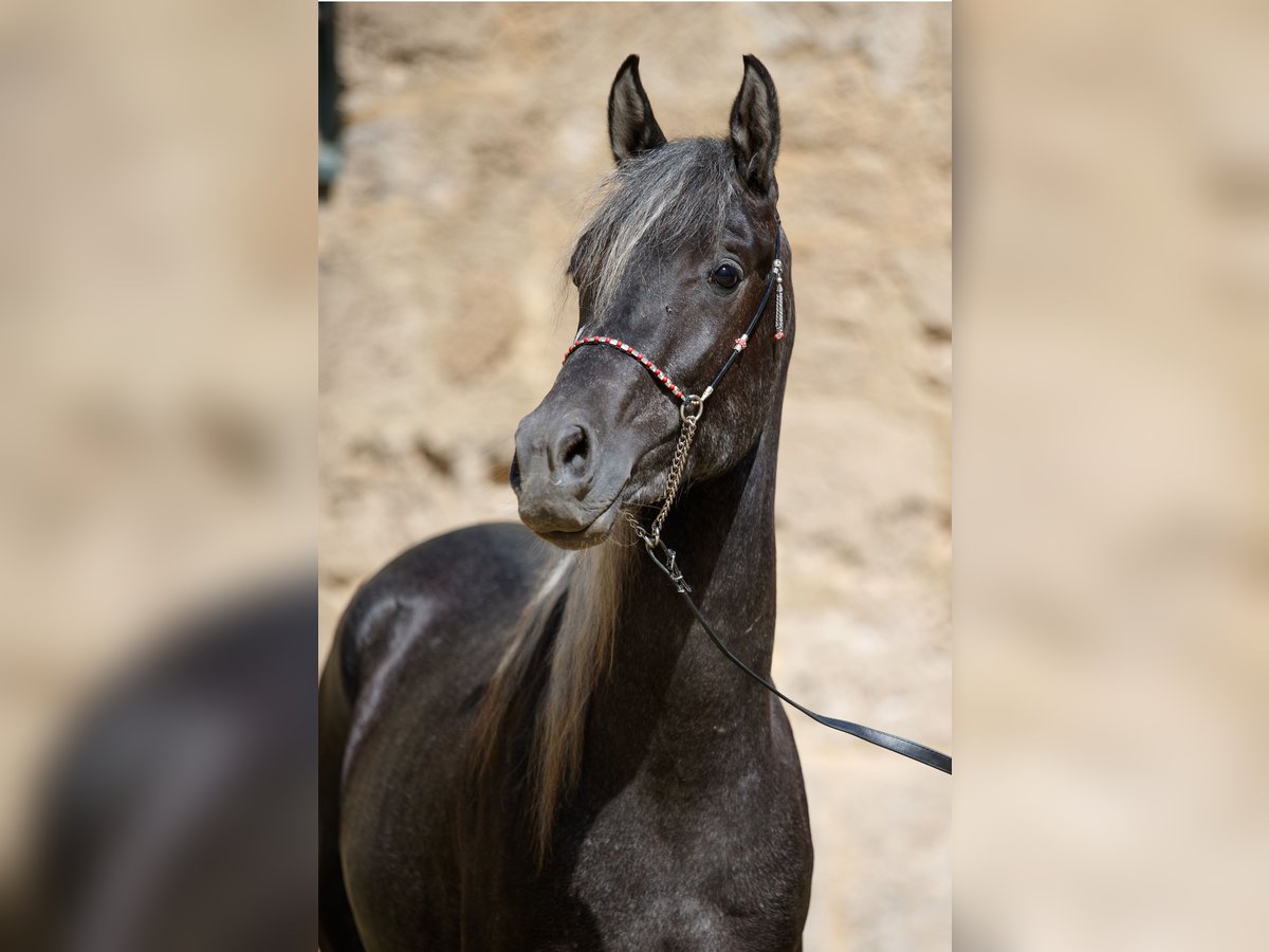 Arabian horses Stallion 2 years Can be white in Gomadingen