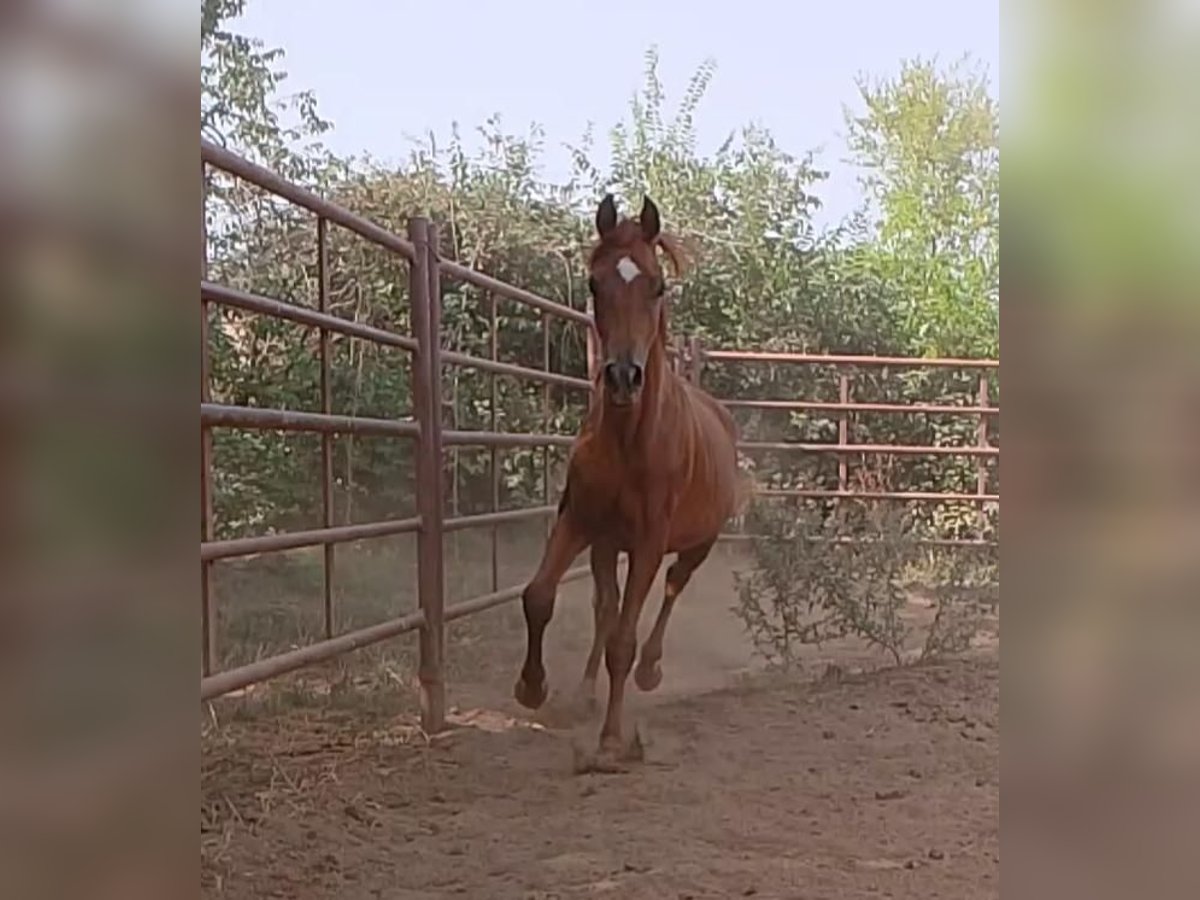 Arabian horses Stallion 2 years Chestnut-Red in Otura