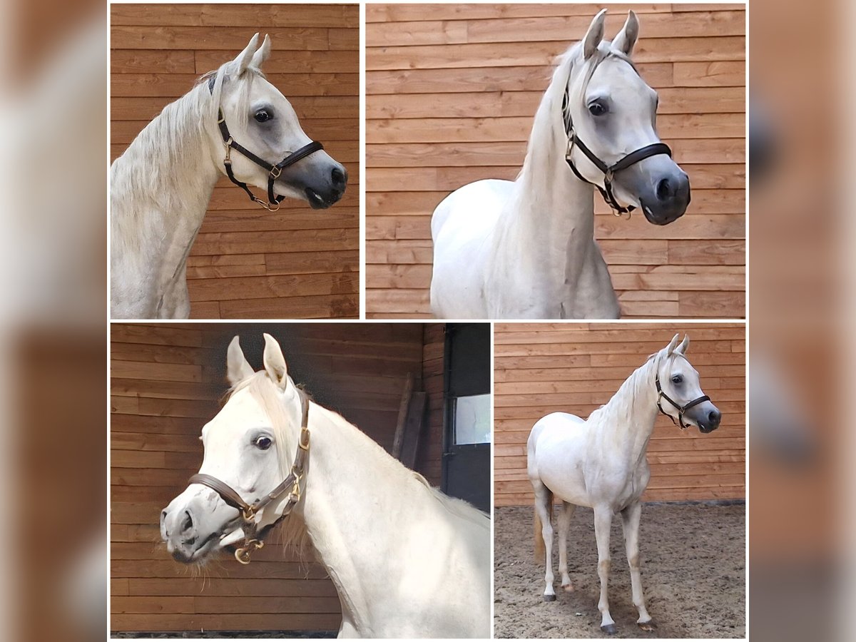 Arabian horses Stallion 2 years in Den Ham Arabian horses Stallion 2 years in Den Ham