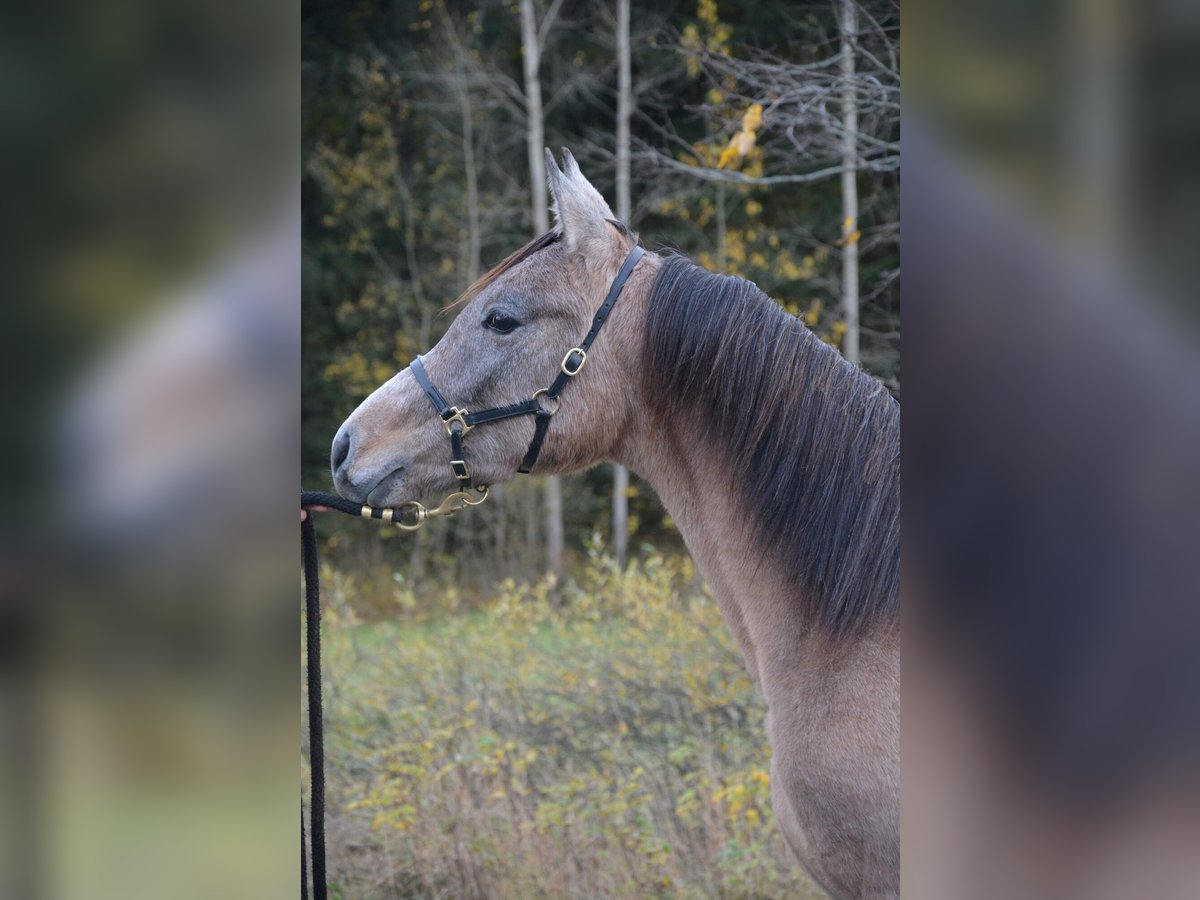Arabian horses Stallion 2 years Gray in Liptov