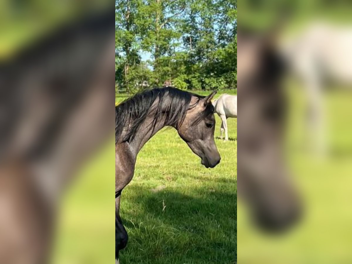 Arabian horses Stallion 2 years Gray in Turnhout