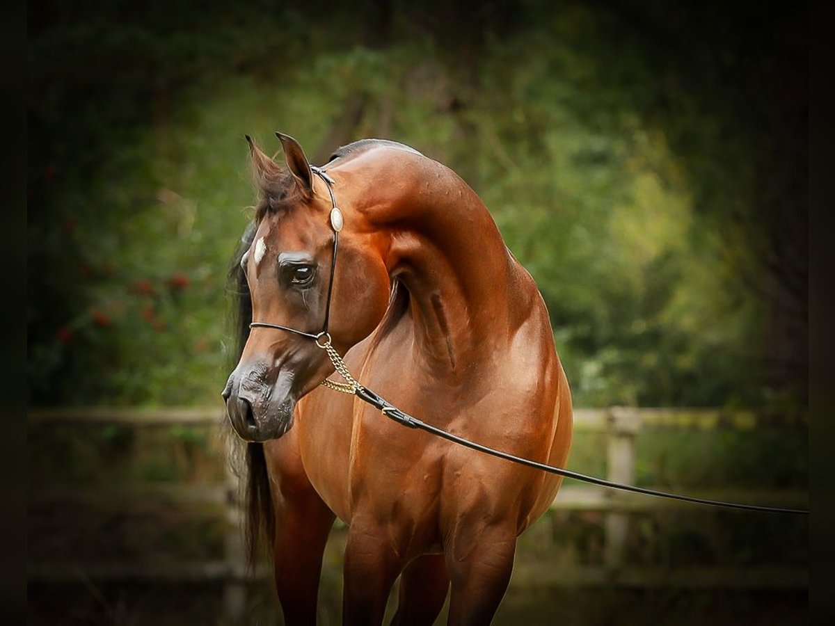 Arabian horses Stallion 3 years 14,3 hh Brown in BELOEIL