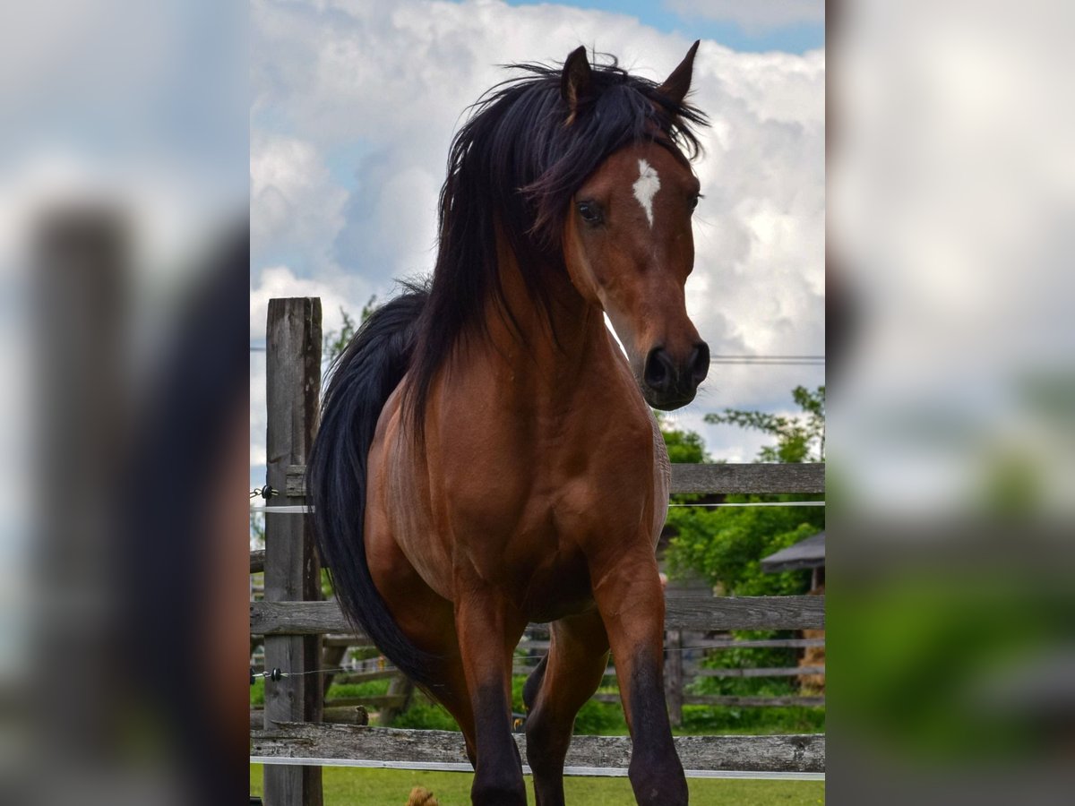 Arabian horses Stallion 3 years 14,3 hh Brown in Wielgolas Duchnowski