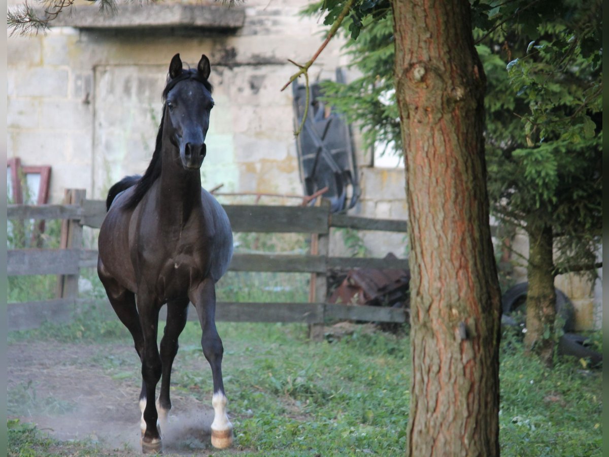 Arabian horses Stallion 3 years 15,1 hh Black in Raków