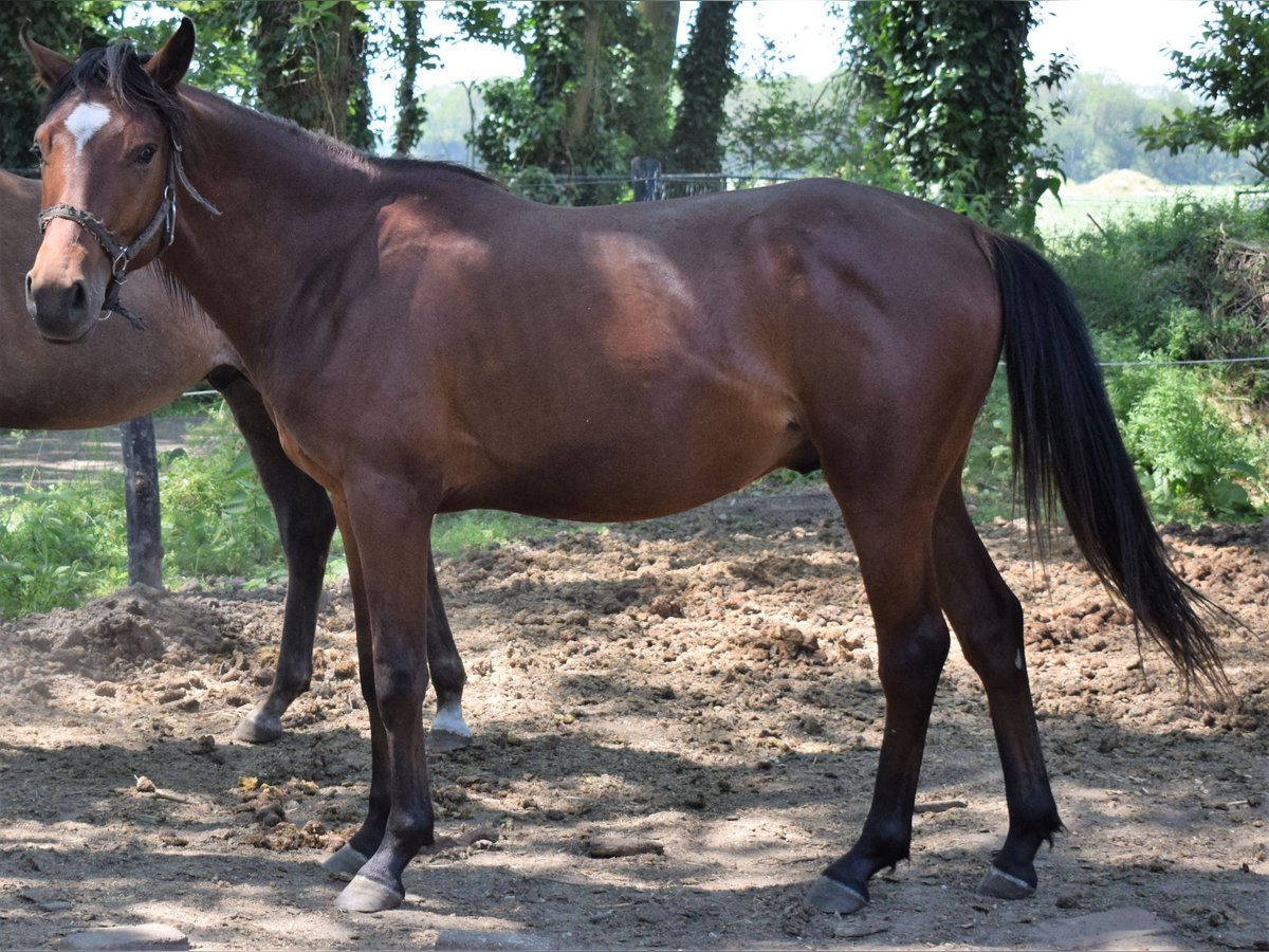 Arabian horses Stallion 3 years 15,1 hh Brown in Boxmeer