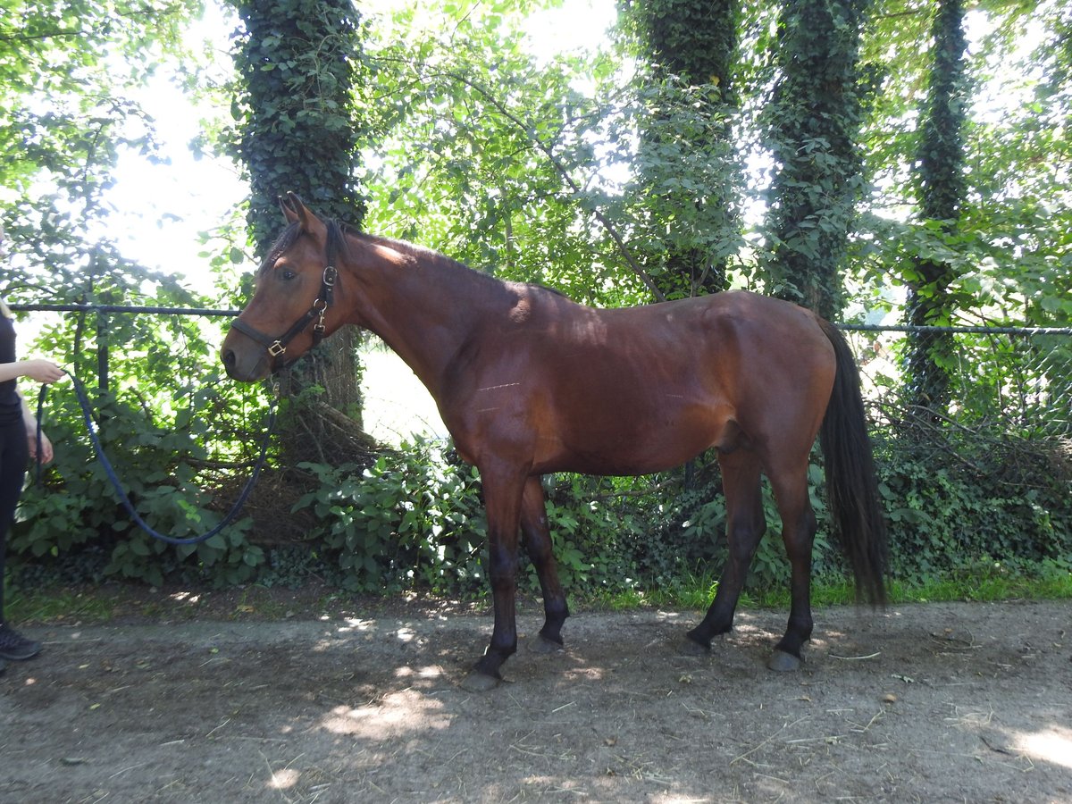 Arabian horses Stallion 3 years 15,1 hh Brown in Siebengewald