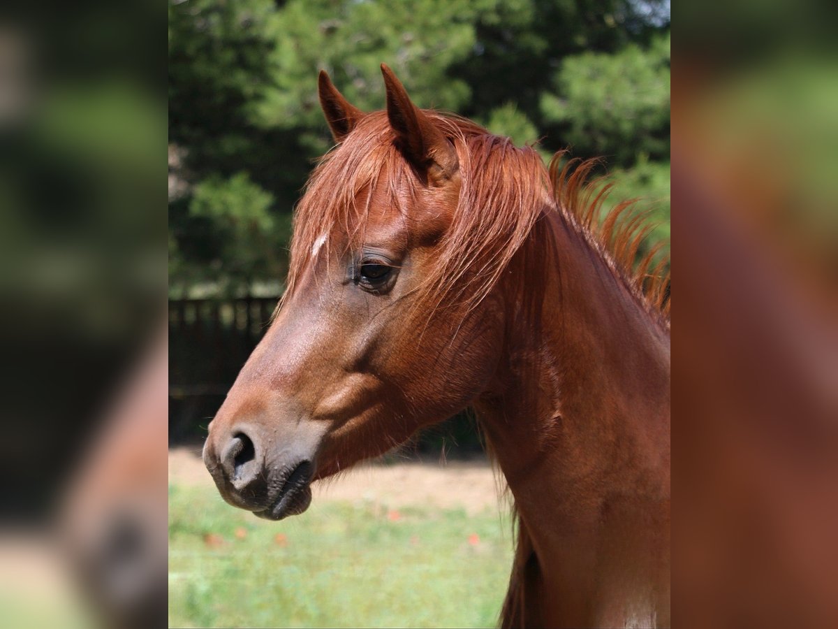 Arabian horses Stallion 3 years 15,1 hh Chestnut-Red in Aigues-Vives