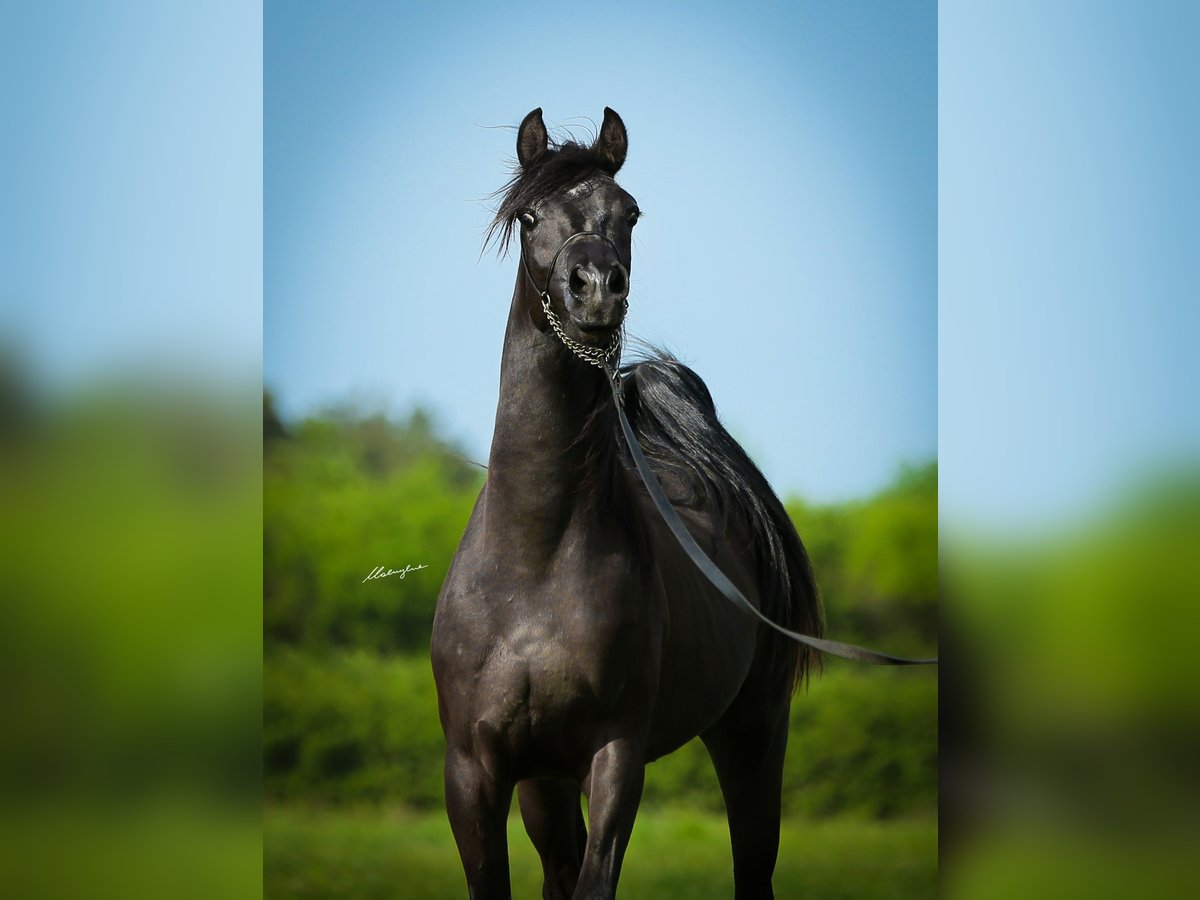 Arabian horses Stallion 3 years 15 hh Black in Krajna Polana