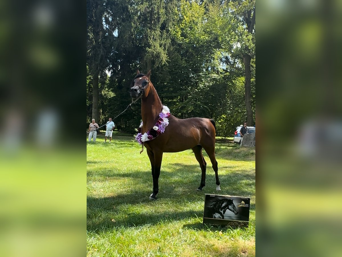 Arabian horses Stallion 3 years Brown in Poznań