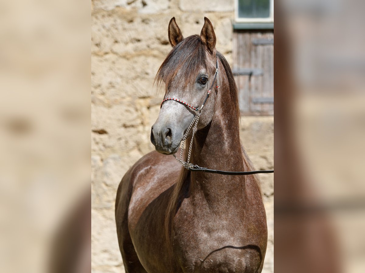 Arabian horses Stallion 3 years Can be white in Gomadingen
