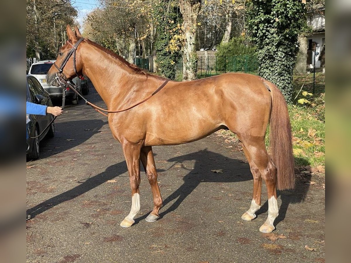 Arabian horses Stallion 4 years 14,3 hh Chestnut-Red in Saint-Pardoux-du-Breuil