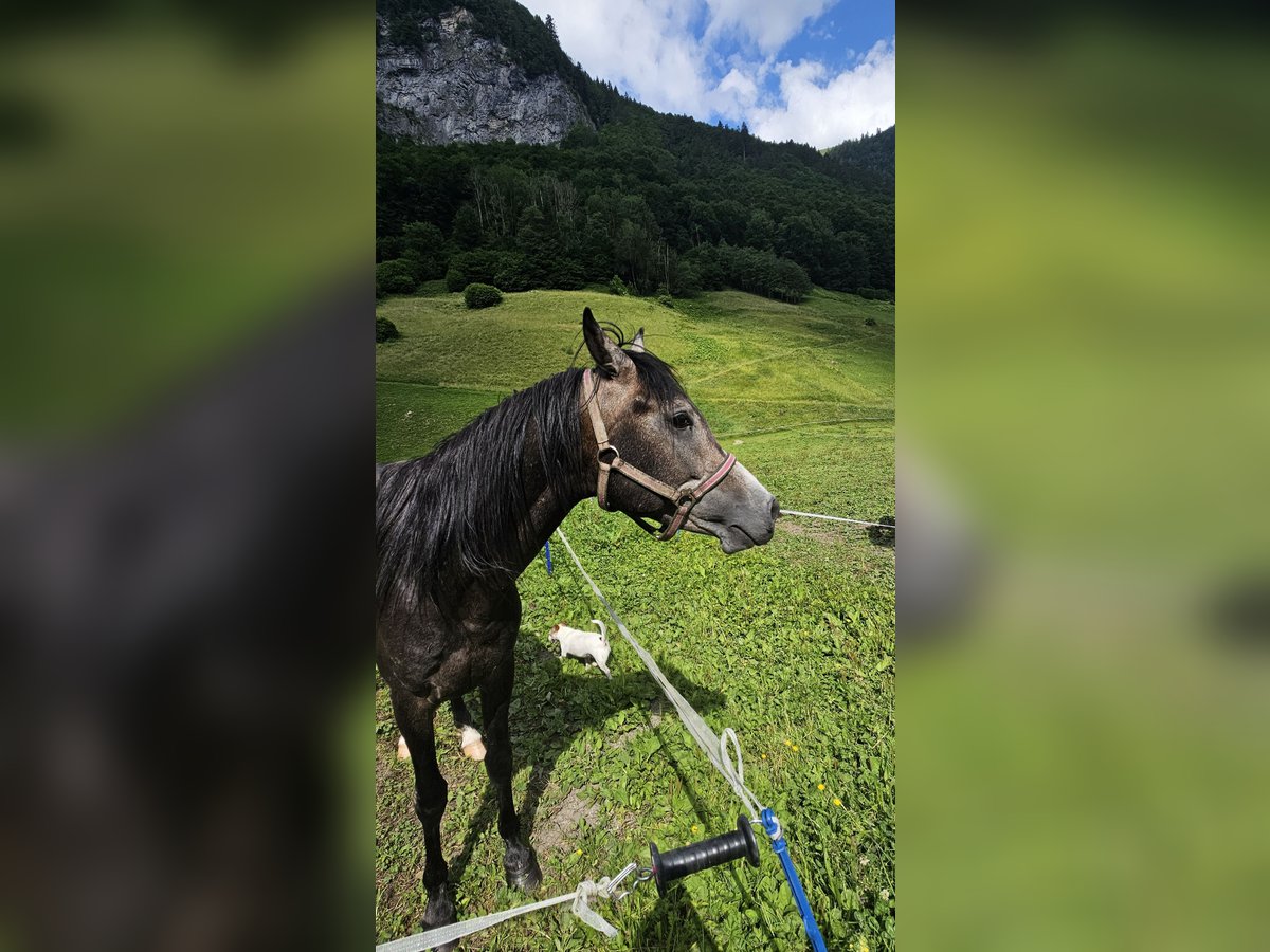 Arabian horses Stallion 4 years 14,1 hh Gray-Dark-Tan in Matt