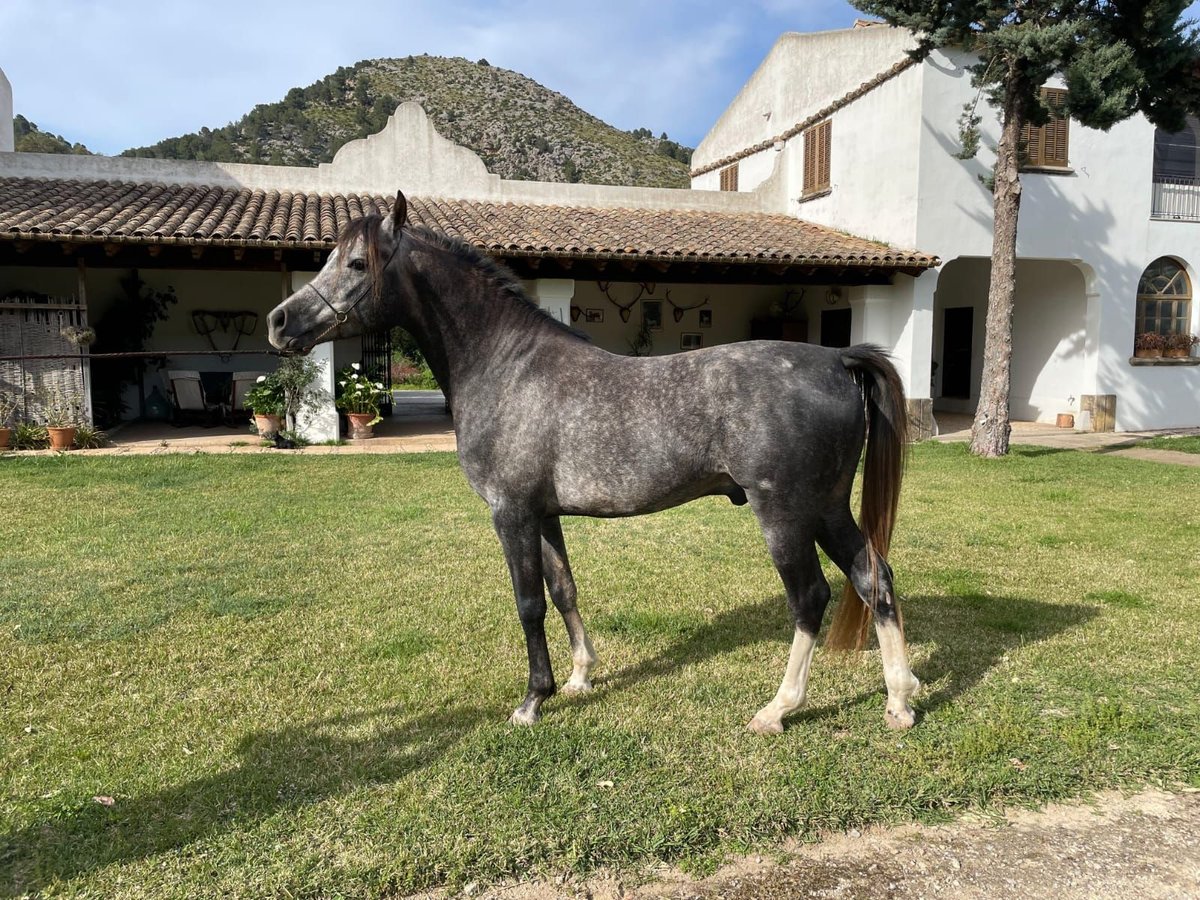 Arabian horses Stallion 4 years 15,1 hh Gray in Base Aeria De Pollença