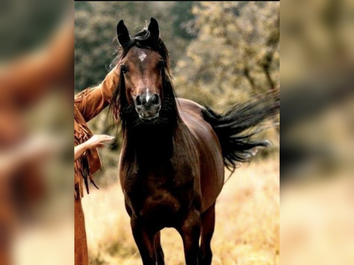 Arabian horses Stallion 4 years 15,1 hh Brown in Bissendorf