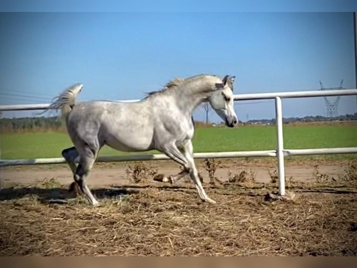 Arabian horses Stallion 4 years Gray in Poznań