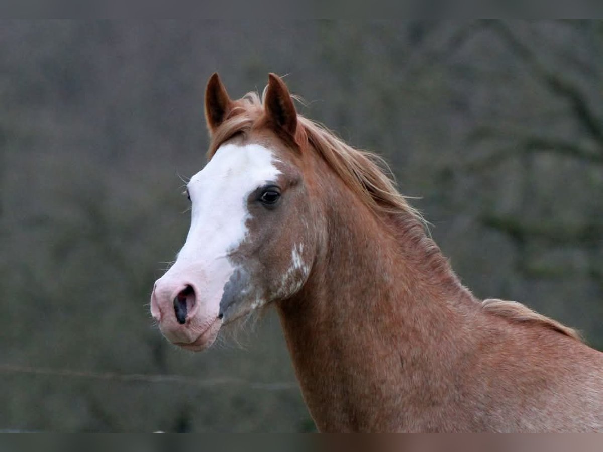 Arabian horses Stallion 5 years 14,1 hh Sabino in Watrange