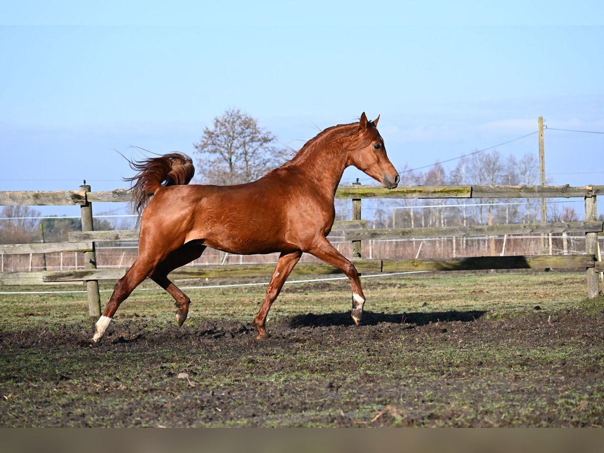Arabian horses Stallion 5 years 15 hh Chestnut-Red in Halinów