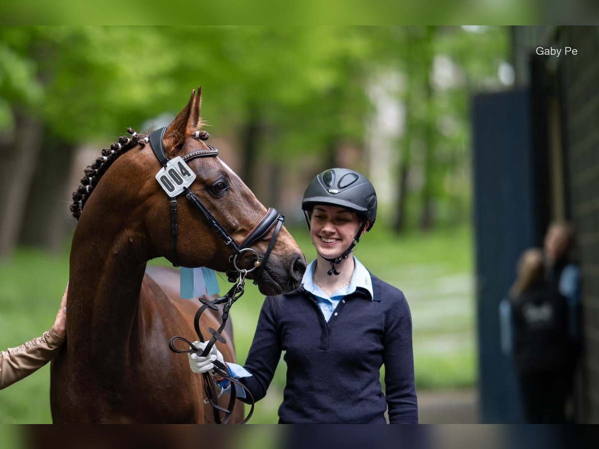 Arabian horses Stallion 6 years 15,2 hh Chestnut in Simbach am Inn