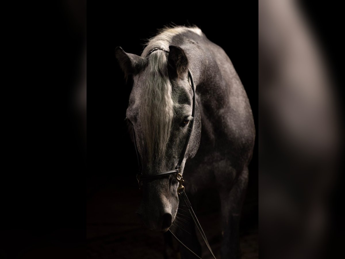 Arabian horses Stallion 6 years 15,3 hh Gray in Pobyłkowo Małe