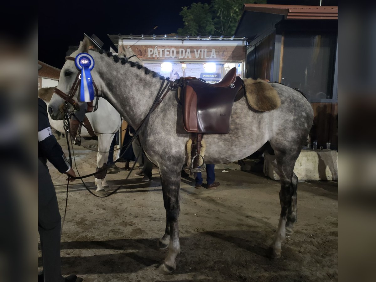 Arabian horses Stallion 6 years 15,3 hh White in Lisboa / Mafra