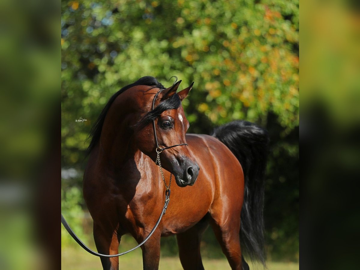 Arabian horses Stallion 7 years 15 hh Brown in Lodz