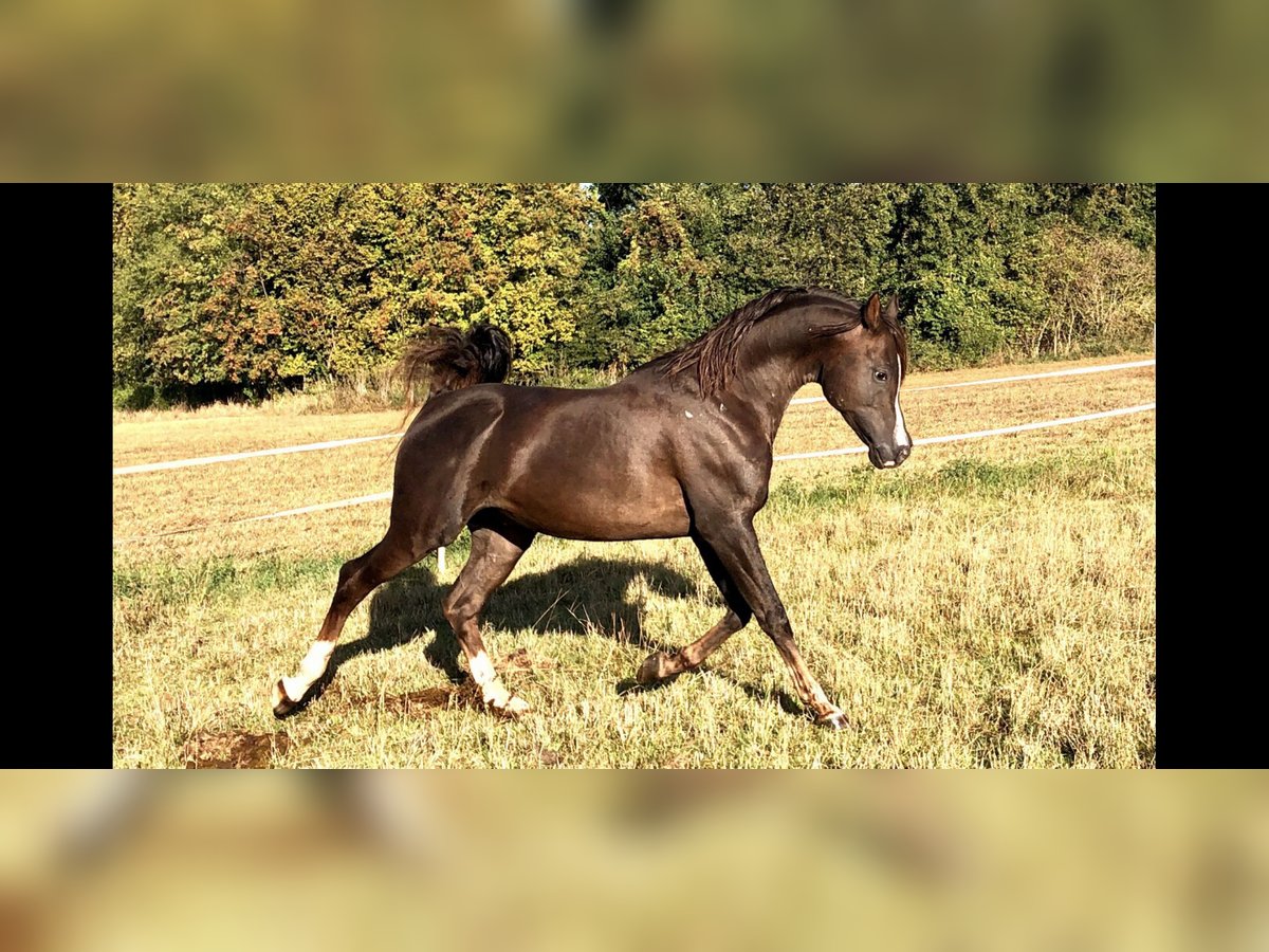 Arabian horses Stallion 7 years 15,1 hh Chestnut in Golzow
