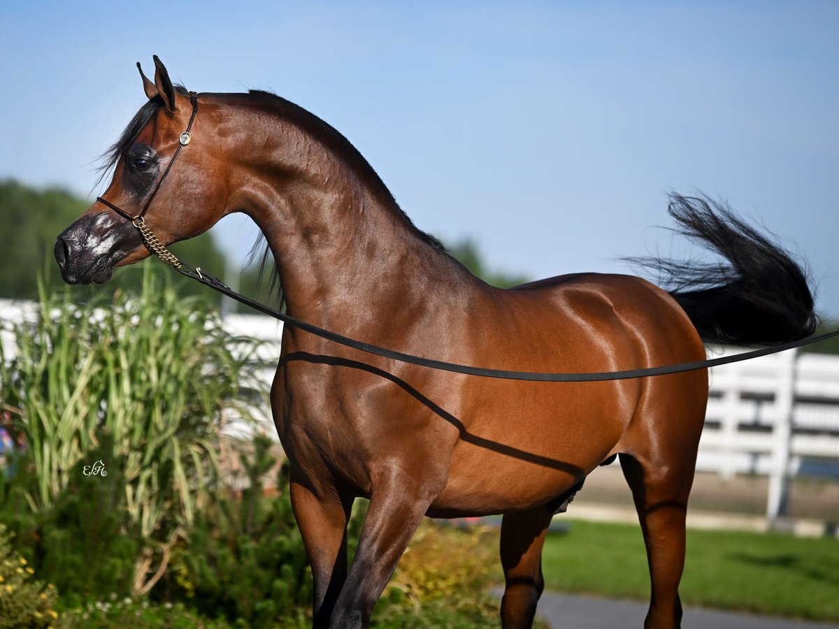 Arabian horses Stallion 7 years Brown in Wola Rzędzińska