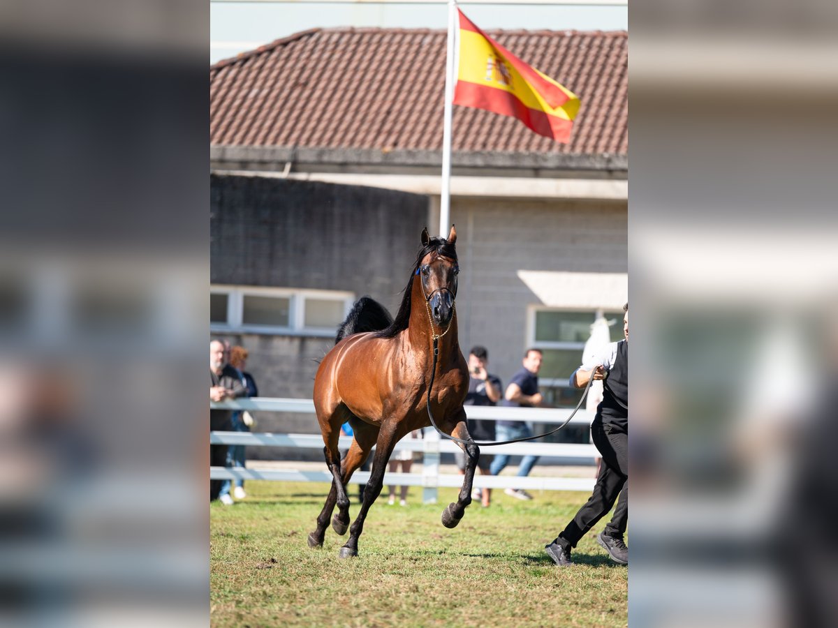 Arabian horses Stallion 8 years 15,1 hh Brown in Huarte/UharteHuarte