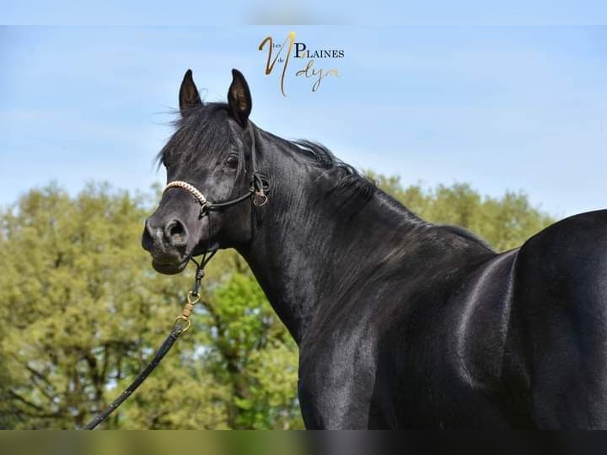 Arabian horses Stallion 8 years 15,1 hh Black in Lagu&#xE9;pie