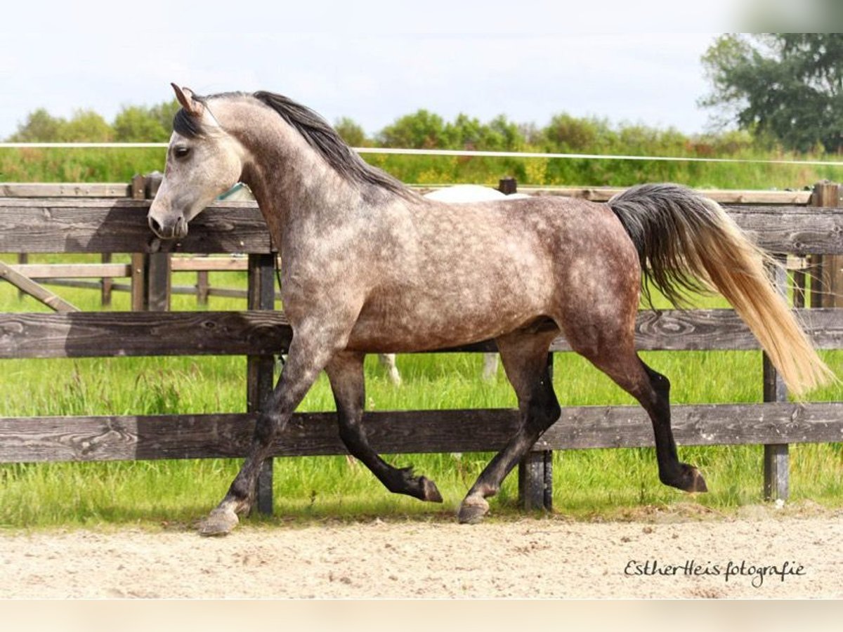 Arabian horses Stallion 8 years 15,1 hh Gray in Zuidbroek